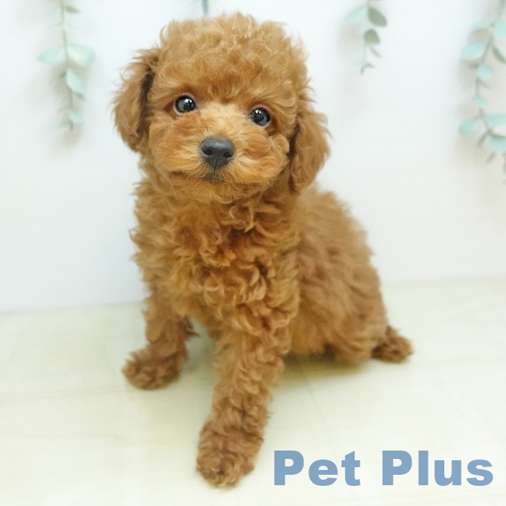 岡山県のトイプードル(トイ) (ペッツワン 岡山南店/2025年10月12日生まれ/男の子/オレンジフォーン)の子犬の2枚目の画像