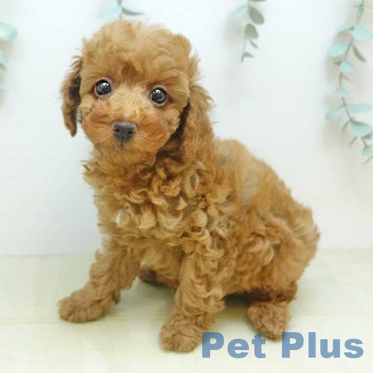香川県のトイプードル(トイ) (ペットプラス 綾川店/2025年10月18日生まれ/男の子/オレンジフォーン)の子犬の1枚目の画像