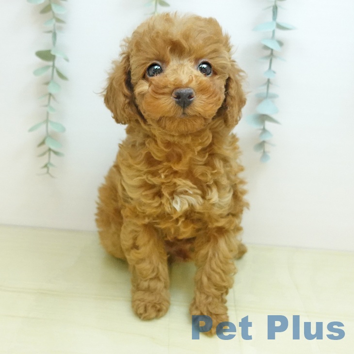 香川県のトイプードル(トイ) (ペットプラス 綾川店/2025年10月18日生まれ/男の子/オレンジフォーン)の子犬の2枚目の画像