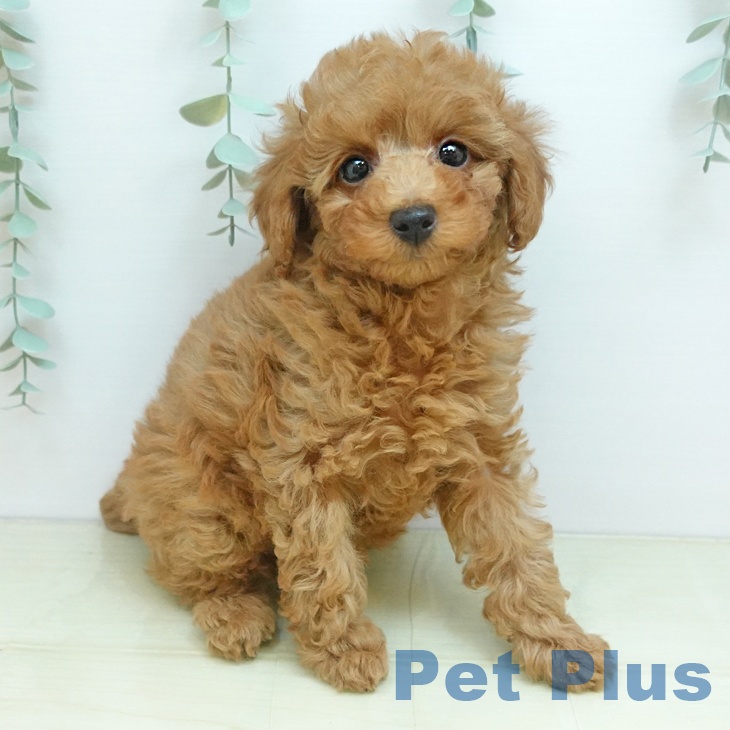 香川県のトイプードル(トイ) (ペットプラス 高松店/2025年10月18日生まれ/男の子/オレンジフォーン)の子犬の1枚目の画像