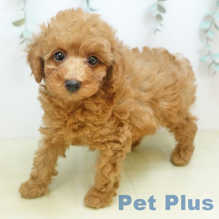 香川県のトイプードル(トイ) (ペットプラス 高松店/2025年10月18日生まれ/男の子/オレンジフォーン)の子犬の2枚目の画像