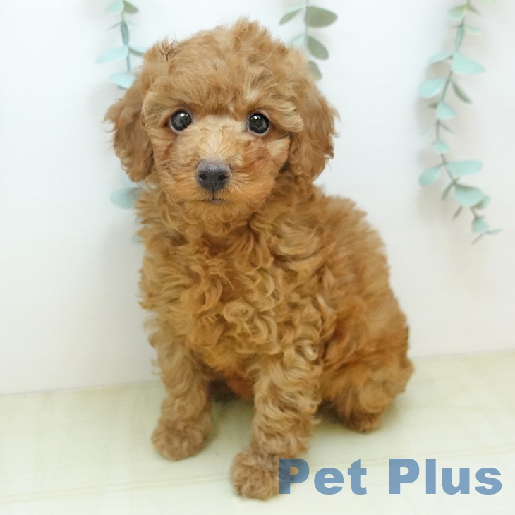 鳥取県のトイプードル(トイ) (ペッツワン 日吉津店/2025年10月18日生まれ/男の子/オレンジフォーン)の子犬の1枚目の画像