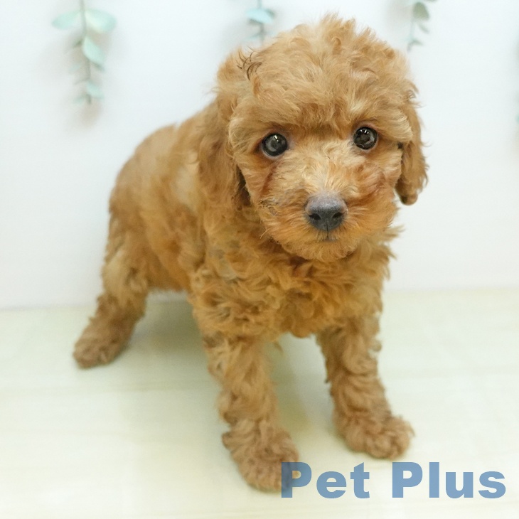 鳥取県のトイプードル(トイ) (ペッツワン 日吉津店/2025年10月18日生まれ/男の子/オレンジフォーン)の子犬の2枚目の画像