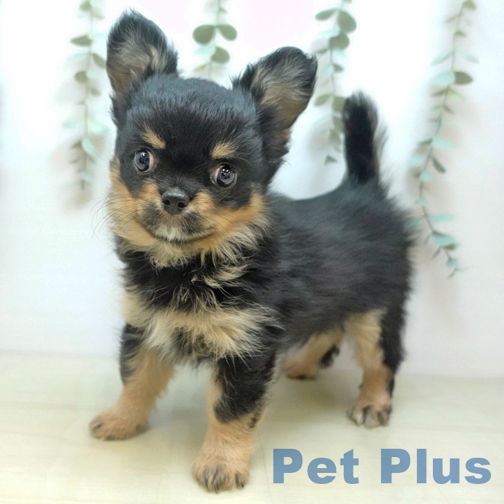 徳島県のチワワ(ロング) (ペットプラス 徳島店/2025年10月20日生まれ/男の子/ブラッククリーム)の子犬の1枚目の画像