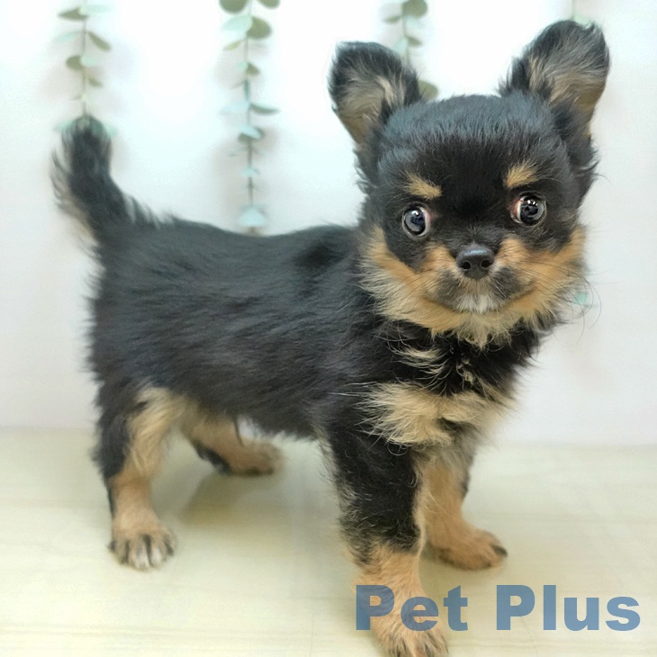 徳島県のチワワ(ロング) (ペットプラス 徳島店/2025年10月20日生まれ/男の子/ブラッククリーム)の子犬の2枚目の画像