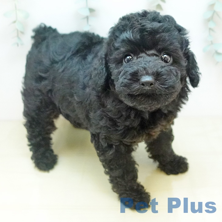 トイ・プードル