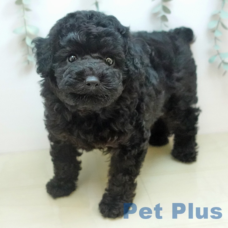 トイ・プードルの写真2