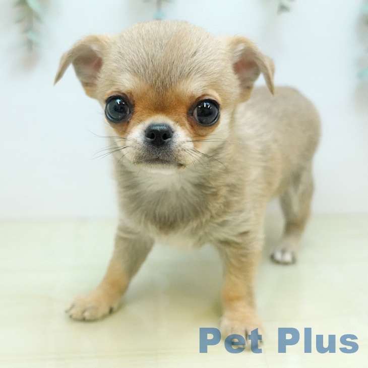 鳥取県のチワワ(ロング) (ペッツワン 日吉津店/2025年10月20日生まれ/男の子/フォーン)の子犬の1枚目の画像