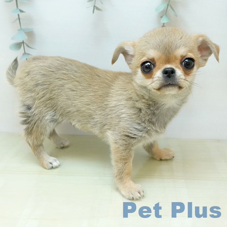 鳥取県のチワワ(ロング) (ペッツワン 日吉津店/2025年10月20日生まれ/男の子/フォーン)の子犬の2枚目の画像