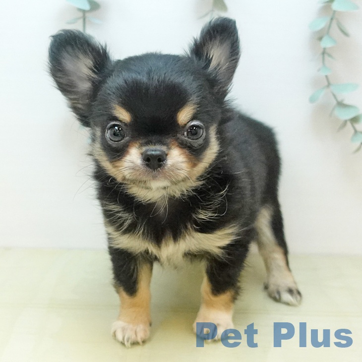 鳥取県のチワワ(ロング) (ペッツワン 日吉津店/2025年10月23日生まれ/男の子/ブラッククリーム)の子犬の2枚目の画像