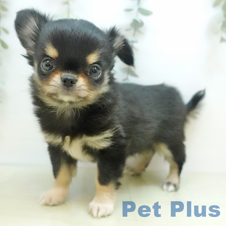 愛媛県のチワワ(ロング) (ペットプラス 新居浜店/2025年10月23日生まれ/男の子/ブラッククリーム)の子犬の1枚目の画像