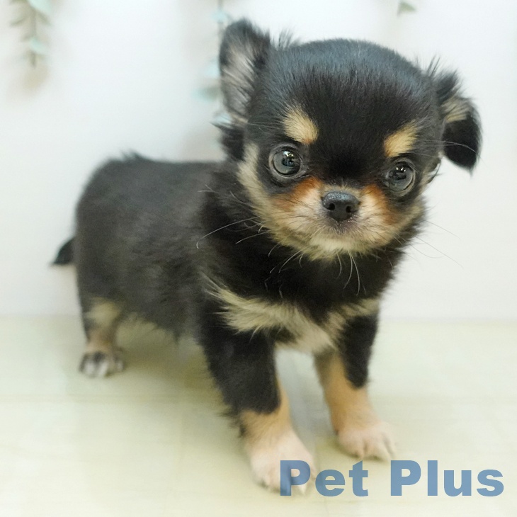 愛媛県のチワワ(ロング) (ペットプラス 新居浜店/2025年10月23日生まれ/男の子/ブラッククリーム)の子犬の2枚目の画像