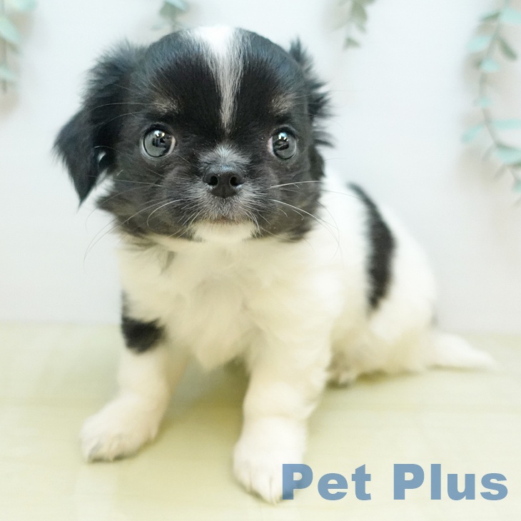 徳島県のチワワ(ロング) (ペットプラス 徳島店/2025年10月20日生まれ/女の子/ホワイトブラック)の子犬の1枚目の画像