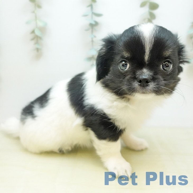 徳島県のチワワ(ロング) (ペットプラス 徳島店/2025年10月20日生まれ/女の子/ホワイトブラック)の子犬の2枚目の画像