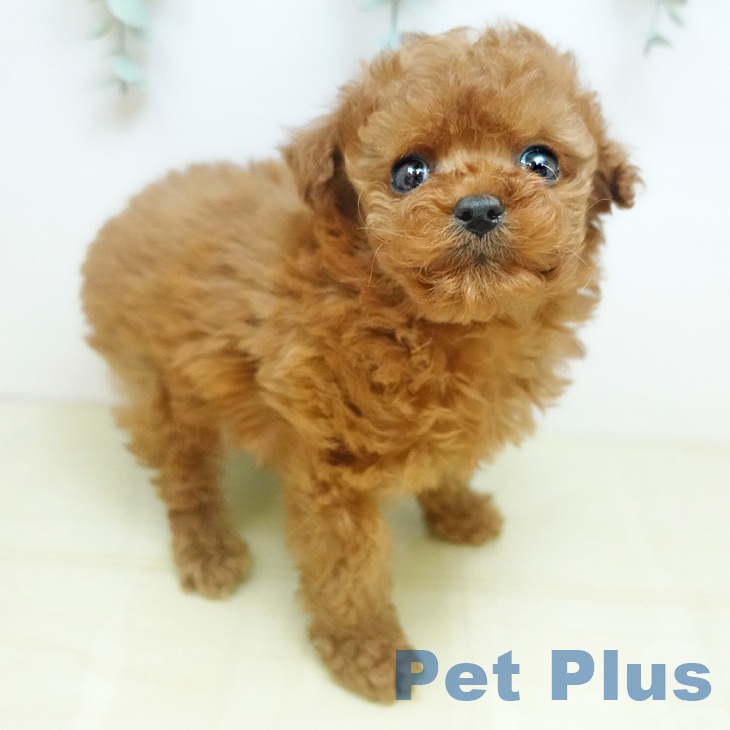 トイ・プードル