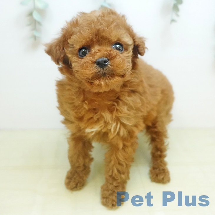 トイ・プードルの写真2