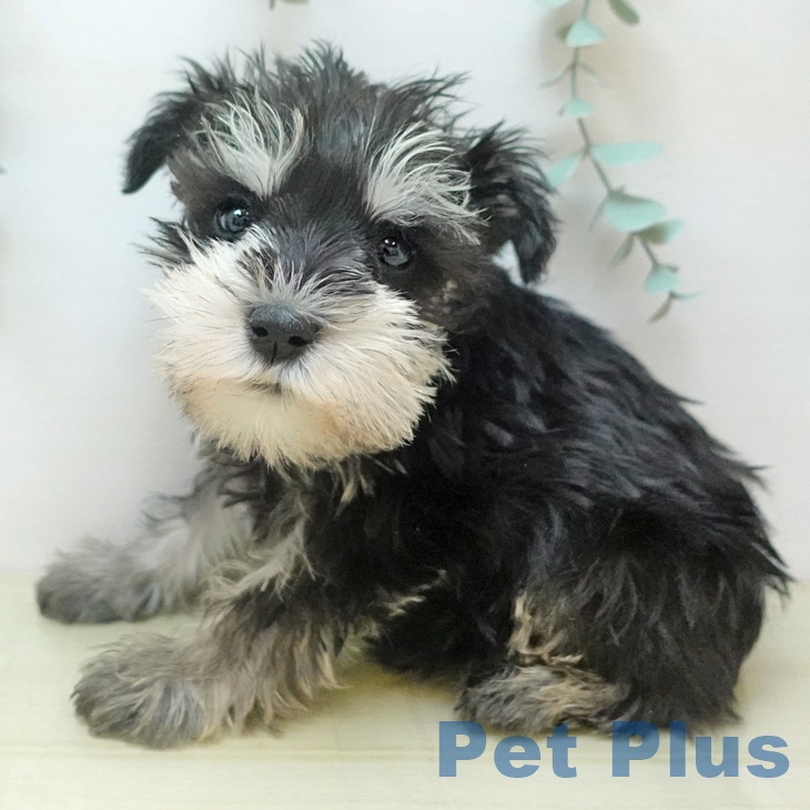 愛媛県のミニチュアシュナウザー (ペットプラス 新居浜店/2025年10月24日生まれ/男の子/ブラックシルバー)の子犬の1枚目の画像