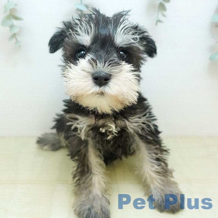 愛媛県のミニチュアシュナウザー (ペットプラス 新居浜店/2025年10月24日生まれ/男の子/ブラックシルバー)の子犬の2枚目の画像