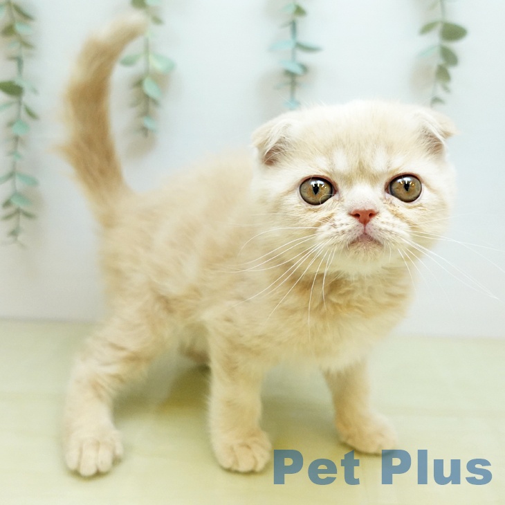 愛媛県のスコティッシュフォールド (ペットプラス 新居浜店/2025年10月24日生まれ/男の子/クリームタビー)の子猫の1枚目の画像