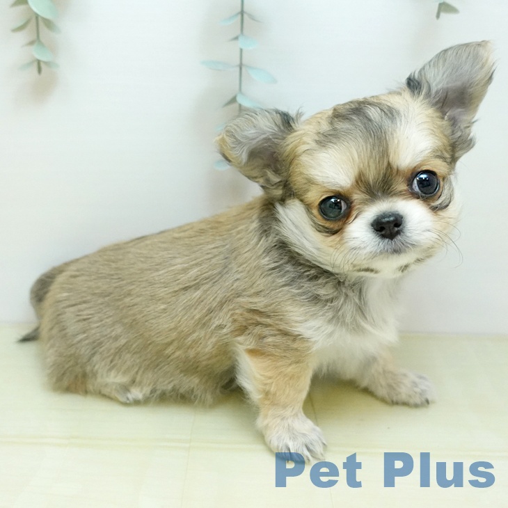 岡山県のチワワ(ロング) (ペットプラス 岡山店/2025年10月24日生まれ/男の子/フォーン)の子犬の1枚目の画像