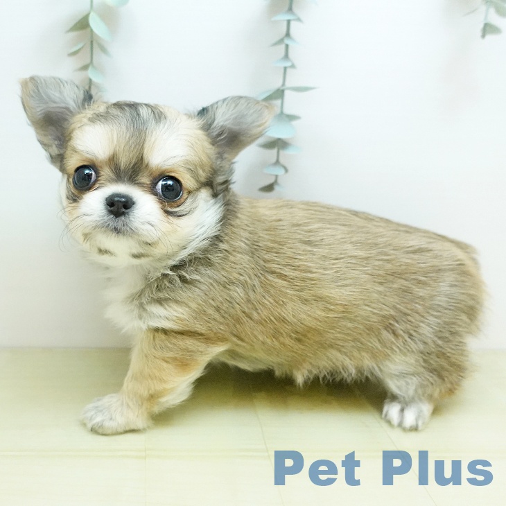 岡山県のチワワ(ロング) (ペットプラス 岡山店/2025年10月24日生まれ/男の子/フォーン)の子犬の2枚目の画像