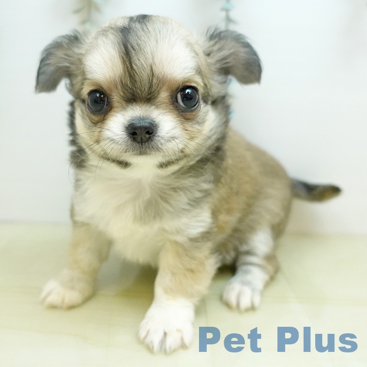 香川県のチワワ(ロング) (ペットプラス 綾川店/2025年10月24日生まれ/女の子/フォーン)の子犬の1枚目の画像