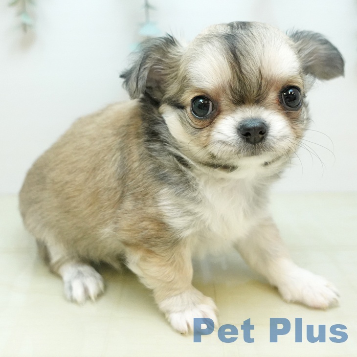 香川県のチワワ(ロング) (ペットプラス 綾川店/2025年10月24日生まれ/女の子/フォーン)の子犬の2枚目の画像