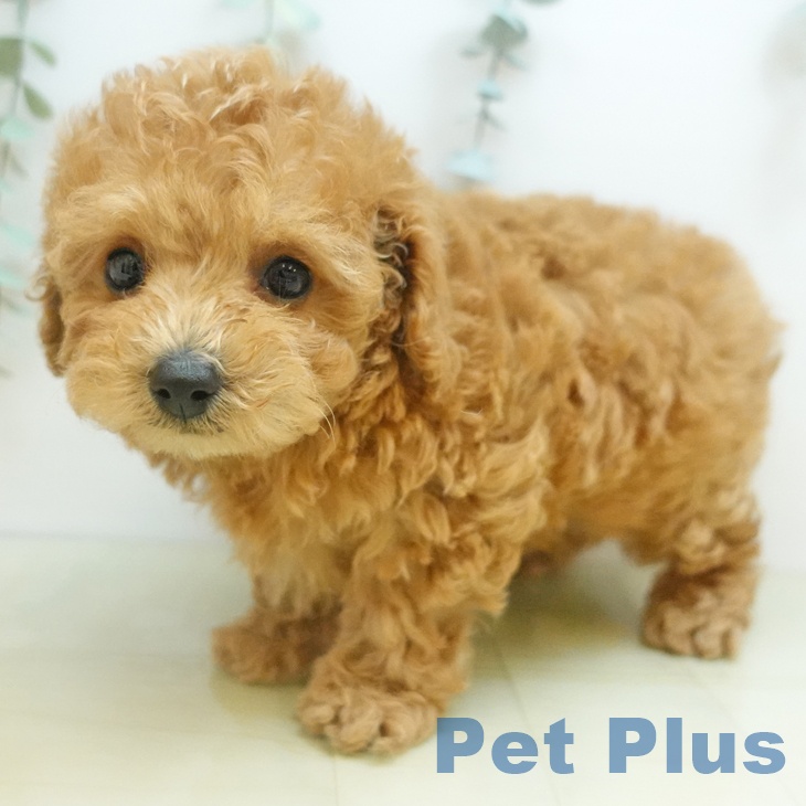 長野県のトイプードル(トイ) (ペットプラス 須坂店/2025年10月24日生まれ/男の子/レッド)の子犬の1枚目の画像