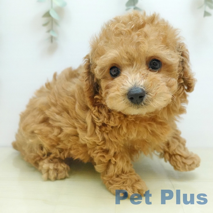 長野県のトイプードル(トイ) (ペットプラス 須坂店/2025年10月24日生まれ/男の子/レッド)の子犬の2枚目の画像