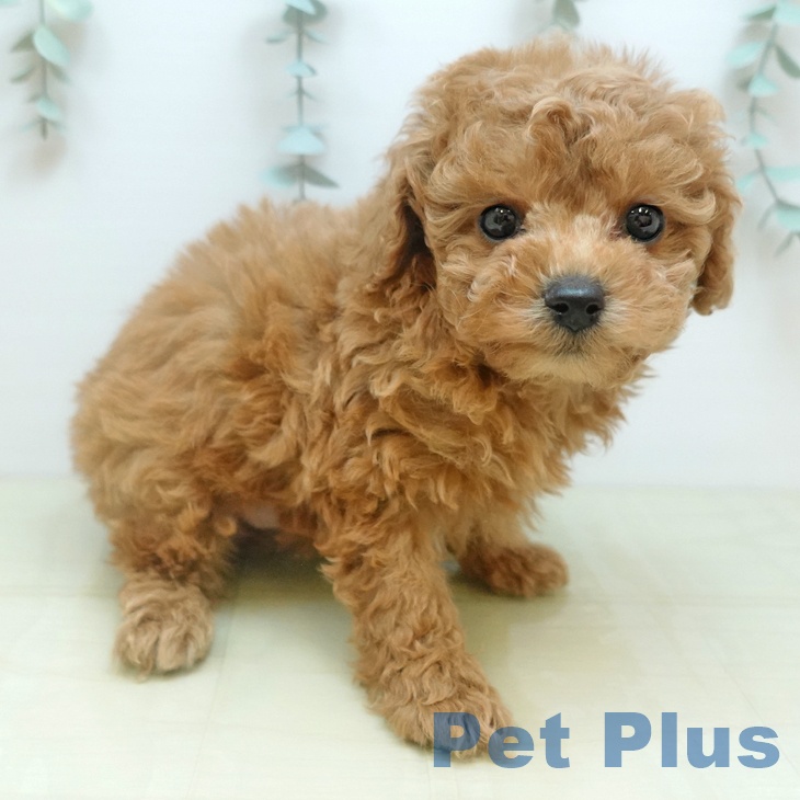 千葉県のトイプードル(トイ) (ペットプラス 幕張新都心店/2025年10月24日生まれ/女の子/レッド)の子犬の2枚目の画像