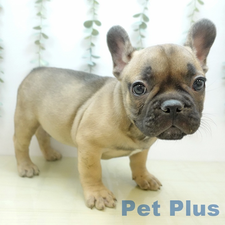 福島県のフレンチブルドッグ (ペットプラス イオンタウン郡山店/2025年10月24日生まれ/男の子/フォーン)の子犬の1枚目の画像