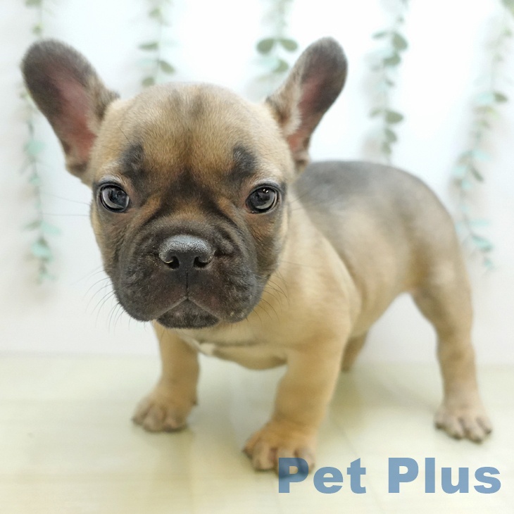 福島県のフレンチブルドッグ (ペットプラス イオンタウン郡山店/2025年10月24日生まれ/男の子/フォーン)の子犬の2枚目の画像