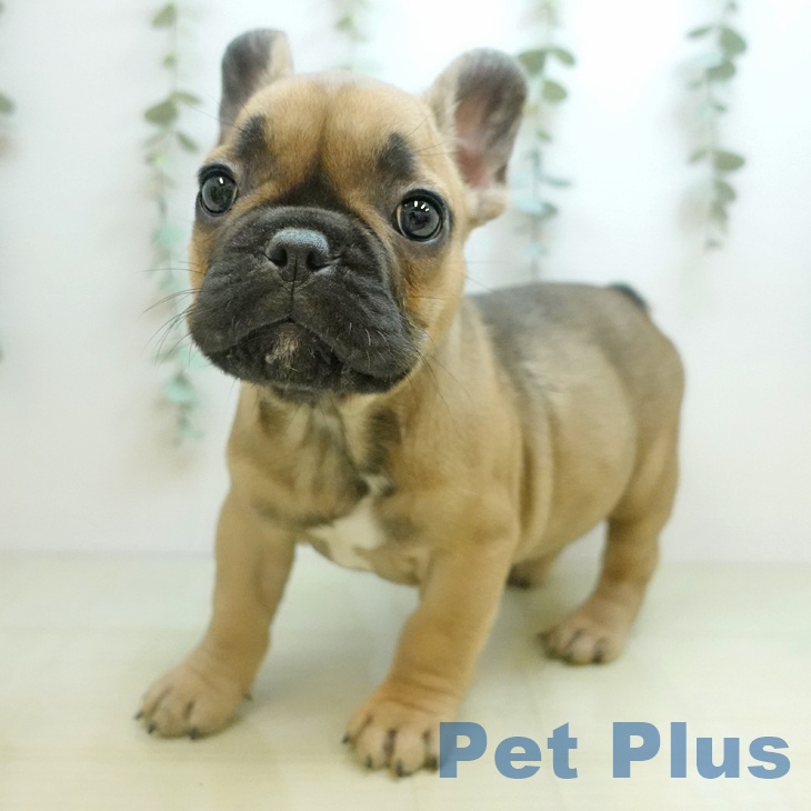 長野県のフレンチブルドッグ (ペットプラス 長野店/2025年10月24日生まれ/女の子/フォーン)の子犬の1枚目の画像