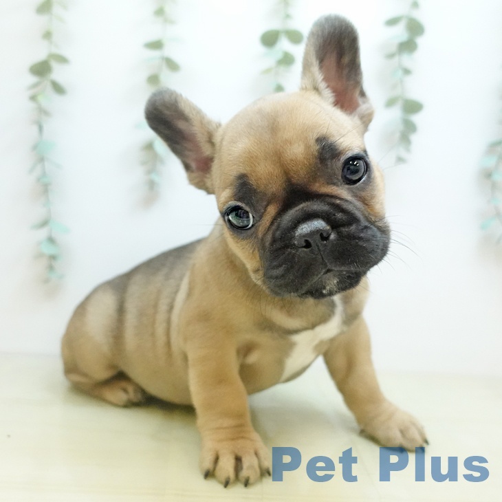 長野県のフレンチブルドッグ (ペットプラス 長野店/2025年10月24日生まれ/女の子/フォーン)の子犬の2枚目の画像