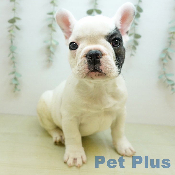 フレンチ・ブルドッグ