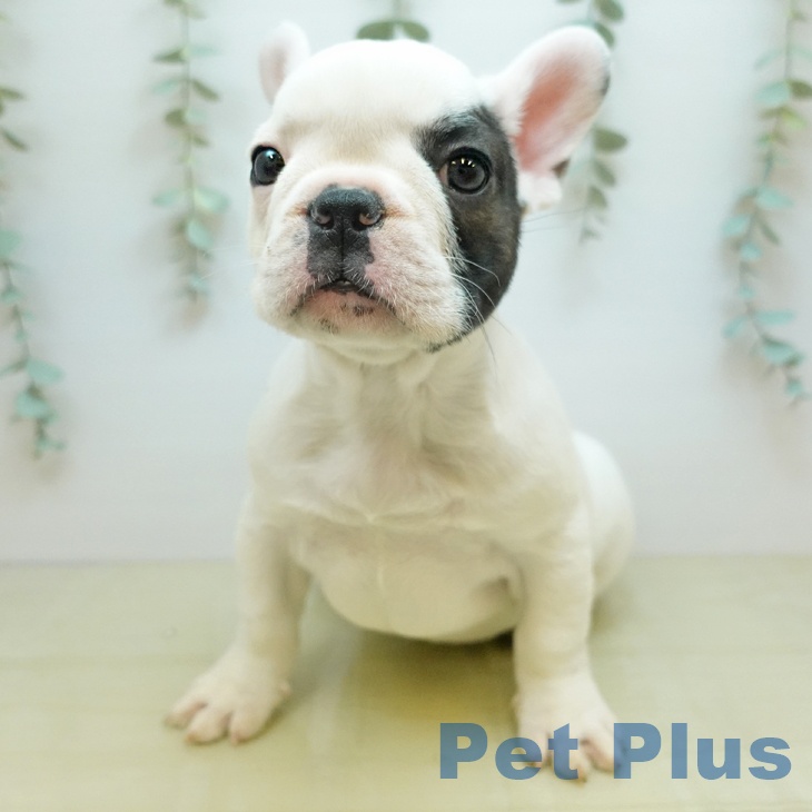 フレンチ・ブルドッグの写真2