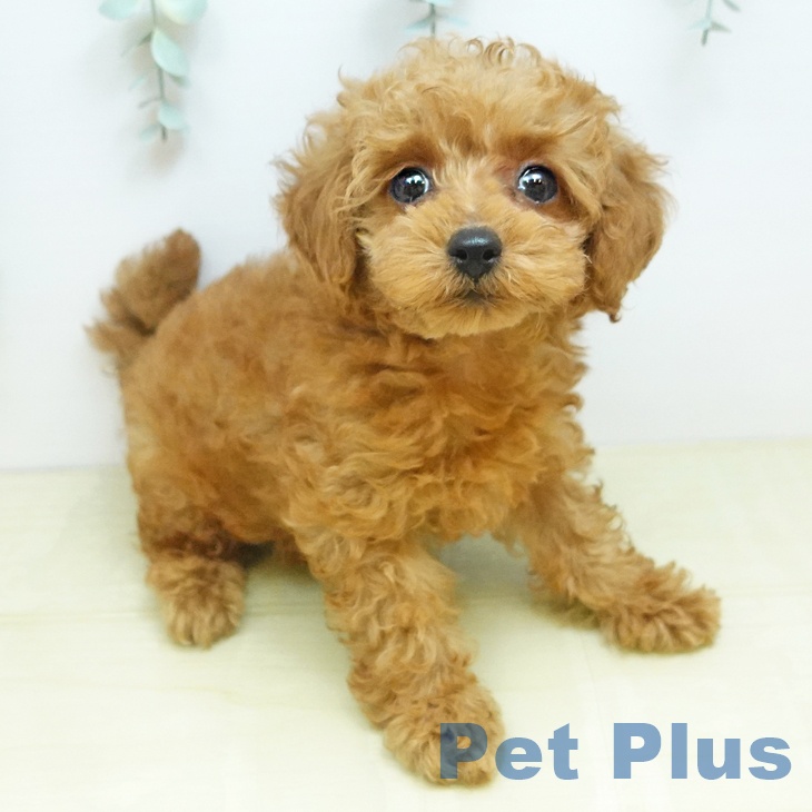 岩手県のトイプードル(トイ) (ペットプラス 盛岡南店/2025年10月15日生まれ/男の子/アプリコット)の子犬の1枚目の画像