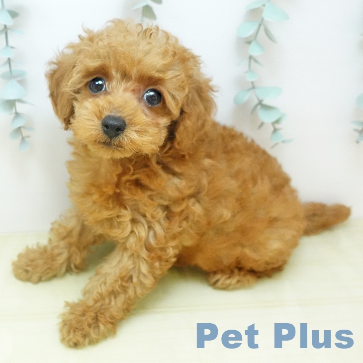 岩手県のトイプードル(トイ) (ペットプラス 盛岡南店/2025年10月15日生まれ/男の子/アプリコット)の子犬の2枚目の画像