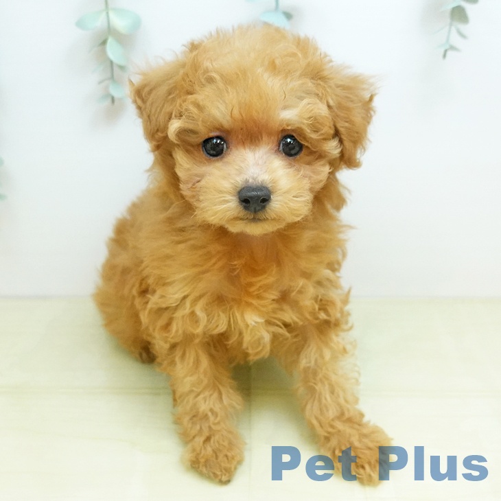 トイ・プードル