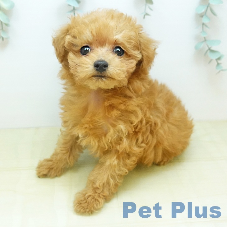 トイ・プードルの写真2