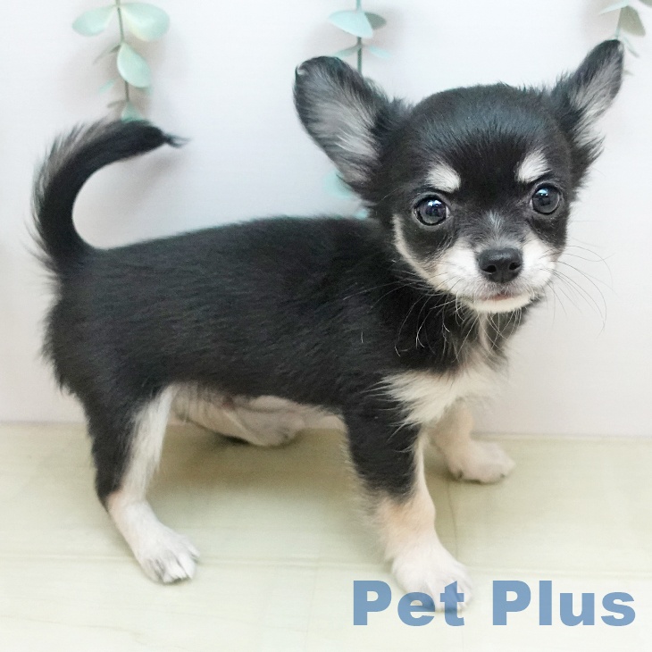 香川県のチワワ(ロング) (ペットプラス 高松店/2025年10月22日生まれ/男の子/ブラッククリーム)の子犬の2枚目の画像