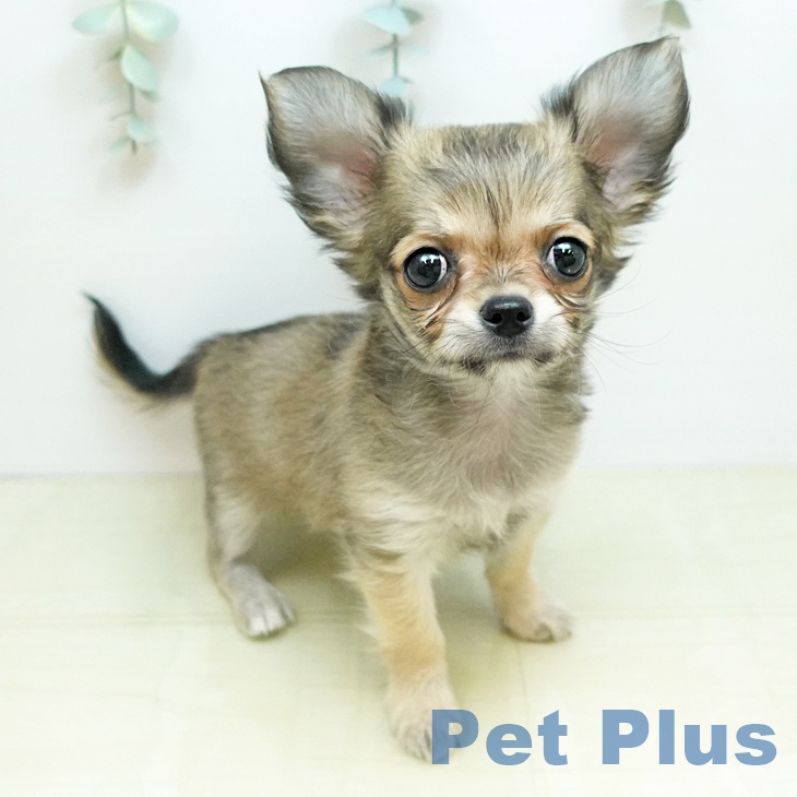 愛媛県のチワワ(ロング) (ペットプラス 新居浜店/2025年10月22日生まれ/男の子/フォーン)の子犬の1枚目の画像