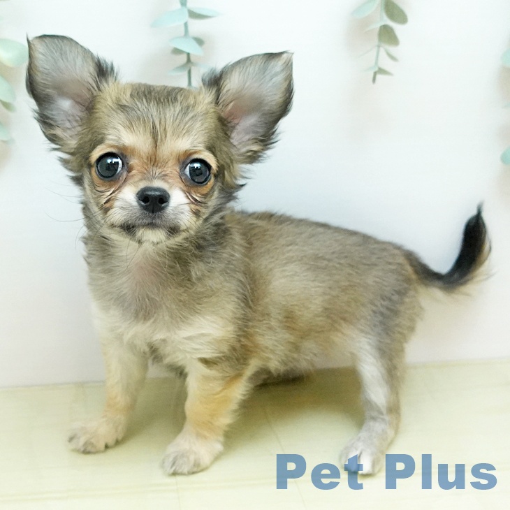 愛媛県のチワワ(ロング) (ペットプラス 新居浜店/2025年10月22日生まれ/男の子/フォーン)の子犬の2枚目の画像