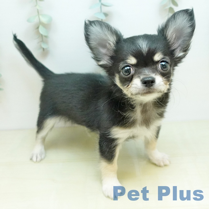 徳島県のチワワ(ロング) (ペットプラス 徳島店/2025年10月22日生まれ/男の子/トライカラー)の子犬の1枚目の画像