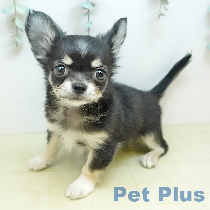 徳島県のチワワ(ロング) (ペットプラス 徳島店/2025年10月22日生まれ/男の子/トライカラー)の子犬の2枚目の画像