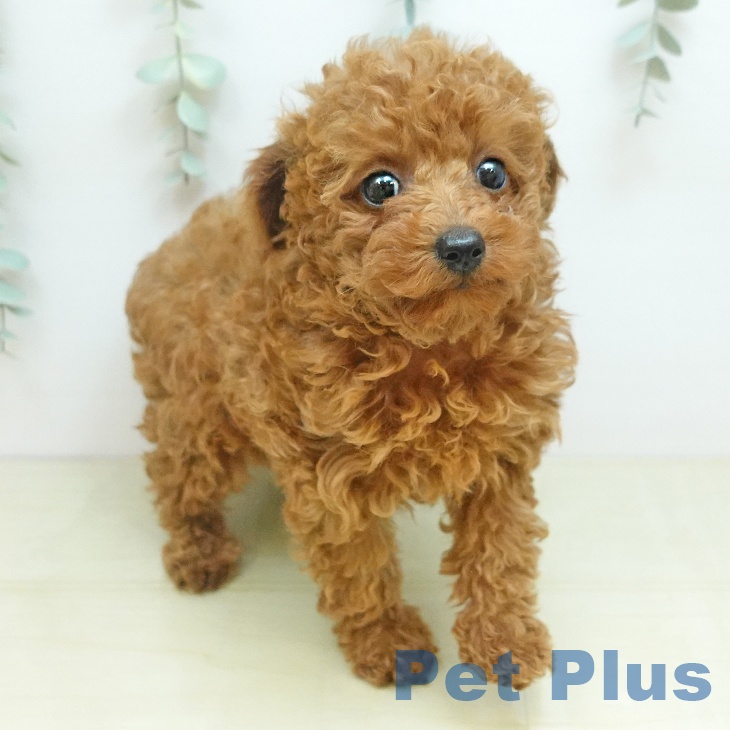 埼玉県のトイプードル(トイ) (ペットプラス 上尾店/2025年10月19日生まれ/女の子/レッド)の子犬の1枚目の画像
