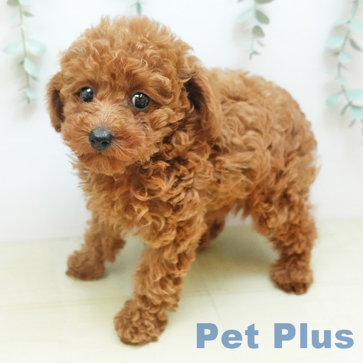 埼玉県のトイプードル(トイ) (ペットプラス 上尾店/2025年10月19日生まれ/女の子/レッド)の子犬の2枚目の画像