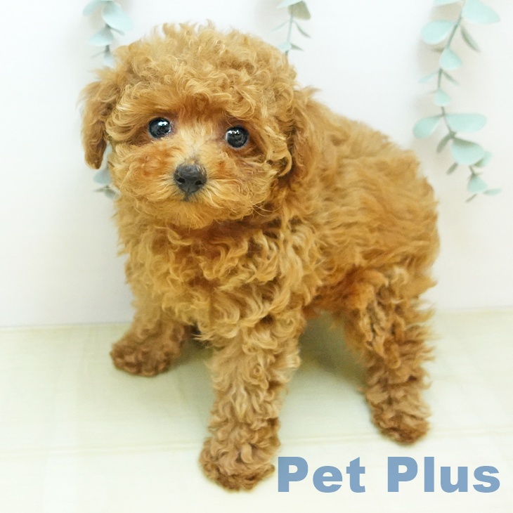 埼玉県のトイプードル(トイ) (ペットプラス ピオニウォーク東松山店/2025年10月19日生まれ/女の子/レッド)の子犬の1枚目の画像