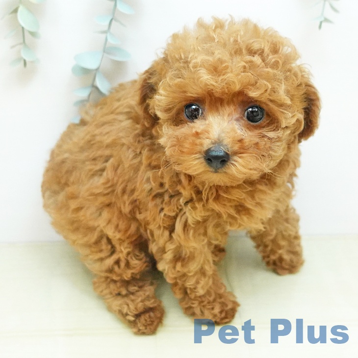 埼玉県のトイプードル(トイ) (ペットプラス ピオニウォーク東松山店/2025年10月19日生まれ/女の子/レッド)の子犬の2枚目の画像