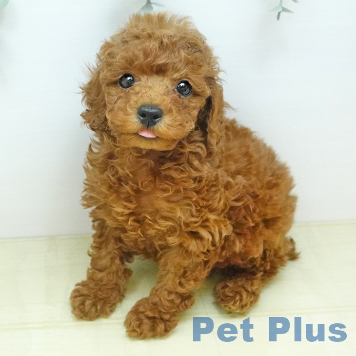 神奈川県のトイプードル(トイ) (ペットプラス 天王町店/2025年10月23日生まれ/男の子/レッド)の子犬の1枚目の画像